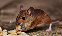 biohazard-cleanup-for-pest-infestations Experts in Mehoopany Twp